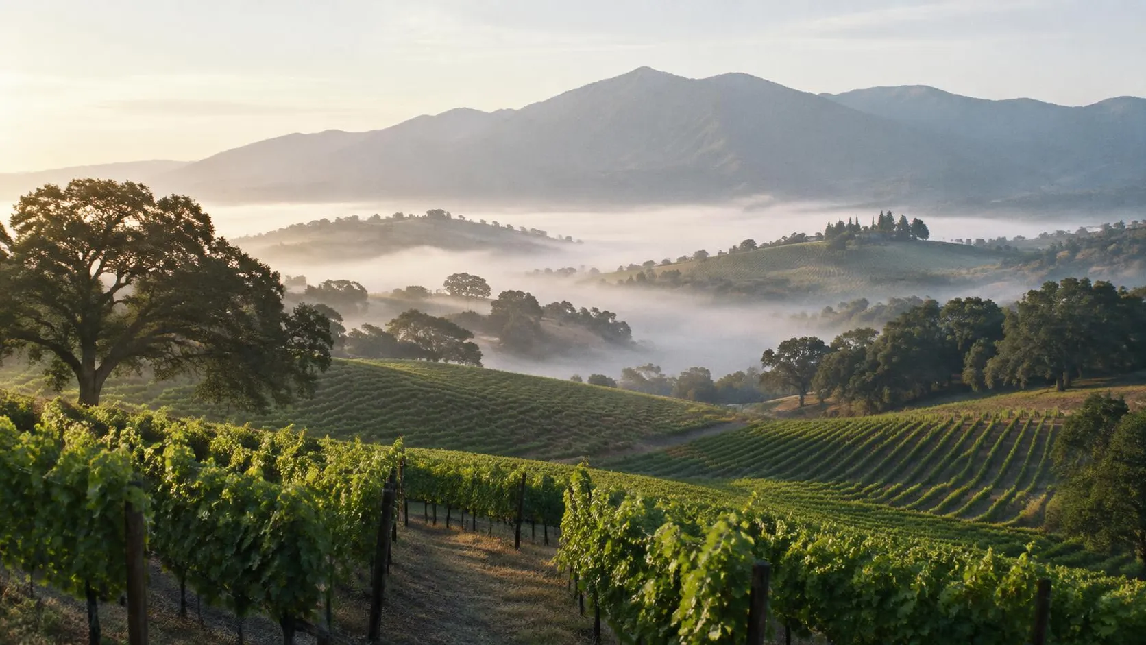 Illustration éditoriale de Vignobles de Californie le matin
